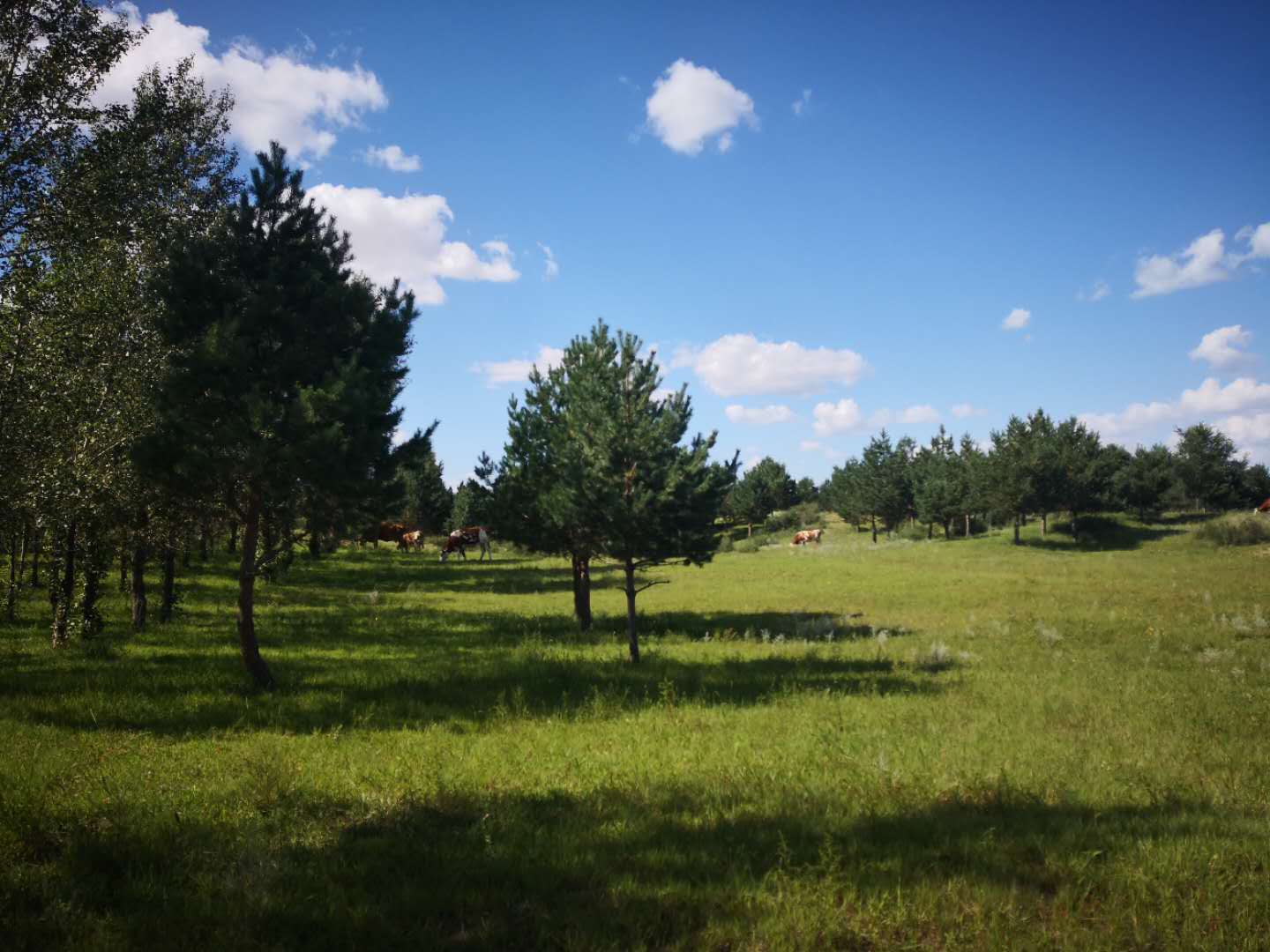 2018年度小松集团内蒙古沙漠绿化活动顺利实施